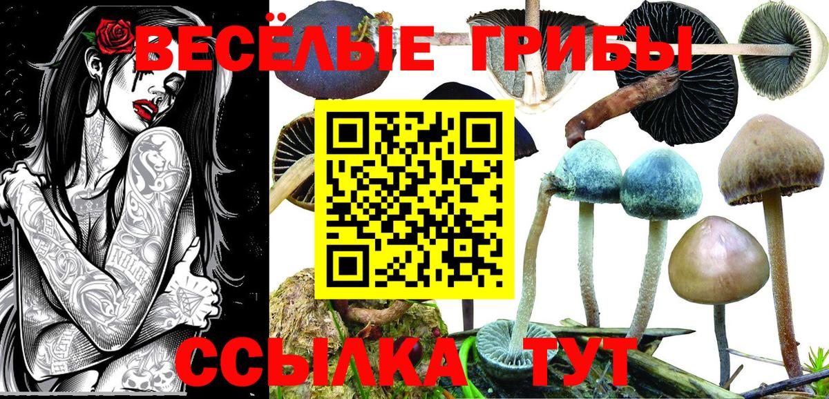 Псилоцибиновые грибы мицелий Мыски